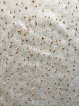 Collected Tomato Seeds Are Drying Indoor