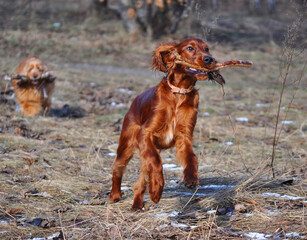 hunting dog setter while having fun
