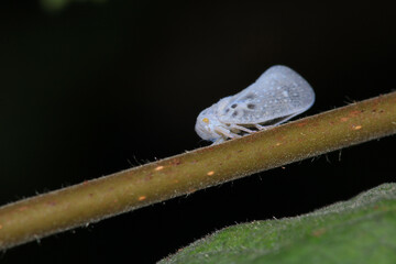 natural ricania insect macro photo