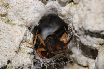 forficula smyrnensis insect macro photo