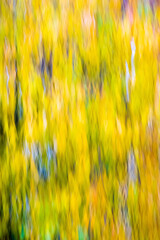 Autumn tree in motion