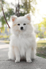 Cute Pomeranian spitz dog in park. Autumn walk