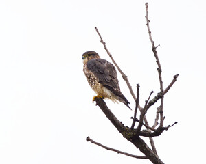 Merlin falcon perched on a leafless tree. Capture on a the side of a road in Toronto.