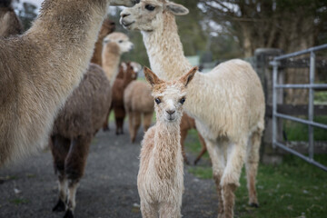 Obraz premium Alpacas