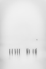 a bird and woods over the water in black and white background