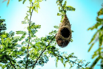bird nest on tree