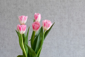 Bouquet of pink tulips on a gray wall background. Copy space