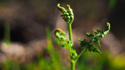 Macro de petites feuilles de fougères, à l'aspect encore recroquevillé