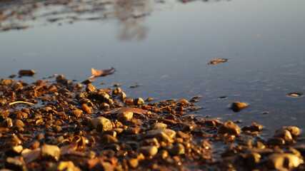 reeds in the water