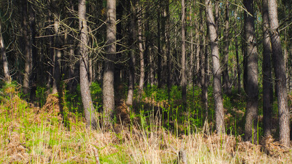 Rangées de pins dans la forêt des Landes de Gascogne, entre lesquelles poussent de nombreuses fougères