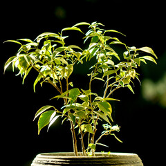 A home plant in a clay pot with a dark background