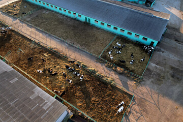 Cowshed with cows near farm, aerial view.  Farm building at agriculture field. Production of milk and Animal husbandry. Cow Dairy. Farm animals and Agronomy. Farm of cattle. Cows at field.