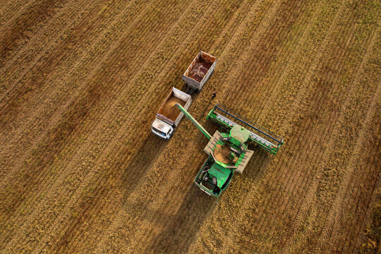 Combine harvester working on harvesting rapeseed, aerial view. Farm Harvest season in rural. Harvester for agriculture work. Harvesting oil seed rape (canola) in a field. Cutting crop in a farmland.
