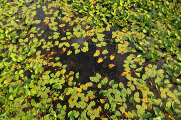 Water lilies in the swamp. Yellow water lily flower with green leaves in floating bog. Waterlilia in wild. Aquatic and invasive plants. Wildflower concept. Ecology and environmental protection.