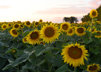 Sunflowers field on sunset. Harvesting Sunflower Seeds in agriculture. Huge yellow flowers on...