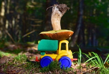 Funny toy truck transports a natural Porcini Cep White Mushroom in the forest against a background of green moss and trees. Mushrooming harvesting season in wildlife.