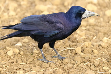 Rook bird feeding in the field