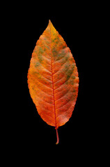 colorful autumn leaf