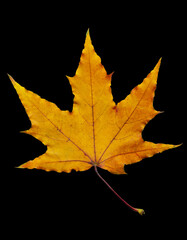 colorful autumn leaf