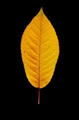 colorful autumn leaf