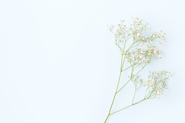 Branch of gypsophila flower on a blue pastel background. Tenderness concept with copyspace.