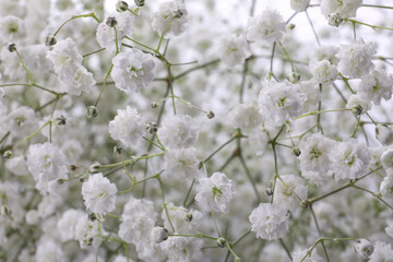 Beautiful gypsophila flowers as background, closeup view