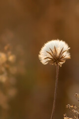Close up of  white dry dandelion flower in autumn sunset in the meadow.