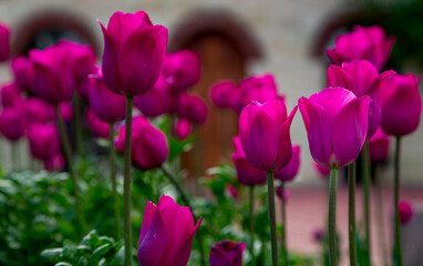 Tulip flower with purple leaves in tulip field for postcard beauty decoration and agriculture concept design, selective focus.