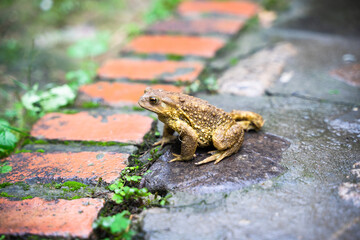 Toad Toad close-up in the grass on the rural ground