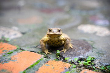 Toad Toad close-up in the grass on the rural ground