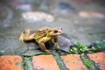 Toad Toad close-up in the grass on the rural ground