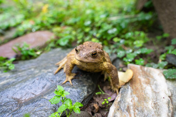 Toad Toad close-up in the grass on the rural ground