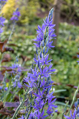 Blue Camassia scilloides in a garden setting