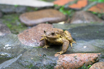 Toad Toad close-up in the grass on the rural ground