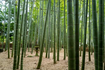 Fototapeta premium bamboo forest background at Hokokuji Temple 