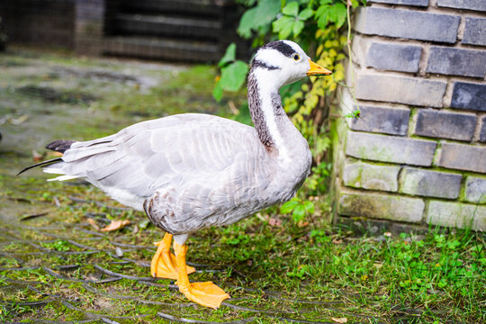 Bar-headed goose walking on the grass in the yard