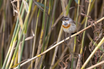 Bluethroat