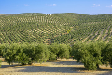 Olive grove on a hill, near the Guadalquivir river - obrazy, fototapety, plakaty