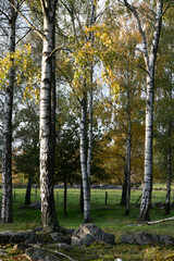 Birch trees in rural landscape in Skåne Sweden