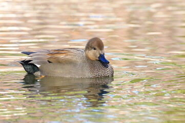 Gadwall male on the lake