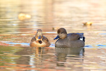 Ducks couple in courtship on the lake