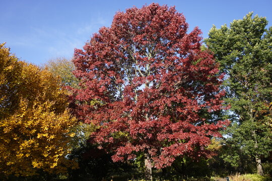 Quercus coccinea, the scarlet oak, is a deciduous tree in the red oak section Lobatae of the genus Quercus, in the family Fagaceae.