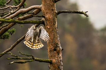 Hunting sparrowhawk among trees