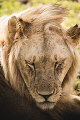 male adult lion with closed eyes