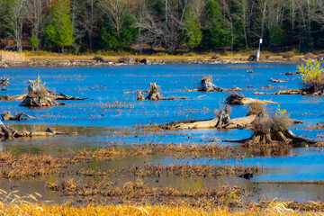 Fall colors in the Canadian forest with lake in the province of Quebec