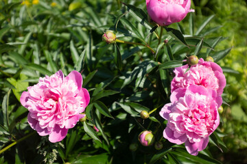 Fototapeta premium Pink peonies, selective focus. Peonies growing on bush shot at close range in the summer garden at the sun day. Bright congratulations on the holiday