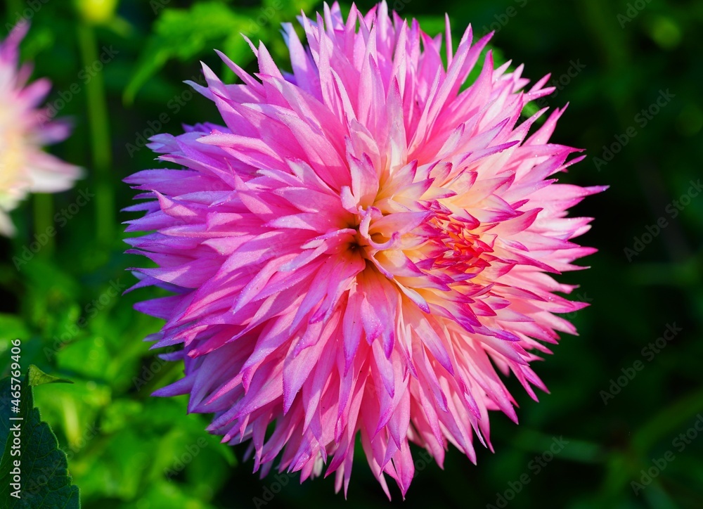 Wall mural pink and yellow spider cactus dahlia flower in bloom in the garden