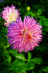 Pink and yellow spider cactus dahlia flower in bloom in the garden
