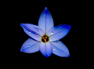 Small blue spring flower, Siberian squill (Scilla siberica), Isolated macro shot.