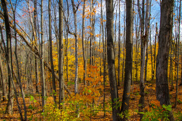 Fall colors in the Canadian countryside in the province of Quebec